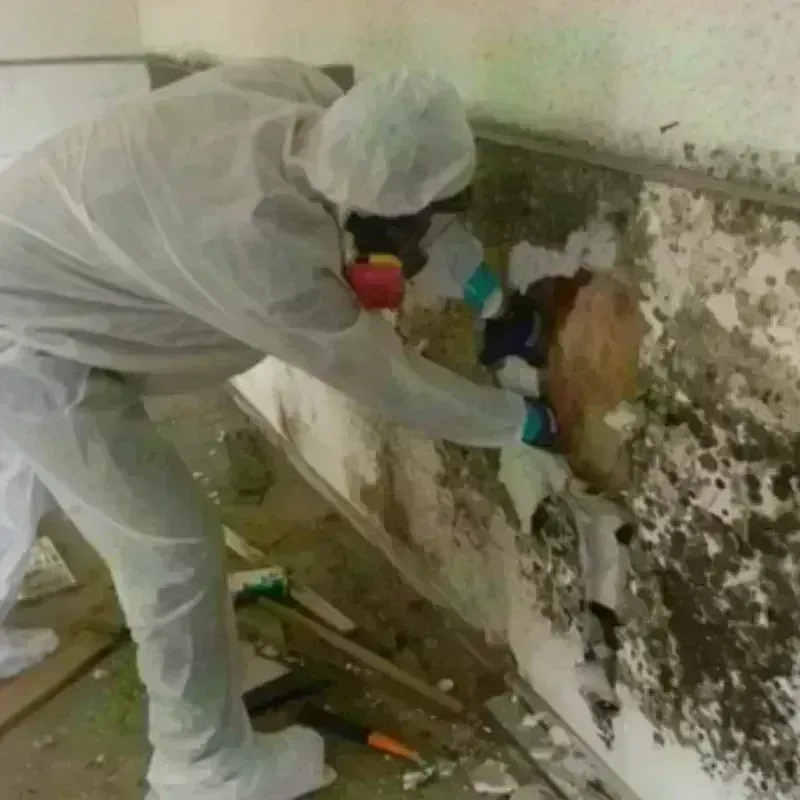 Mold Remediation and Removal in Houston County, TX